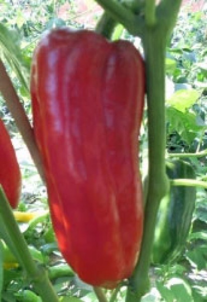 Najerano Chili Samen