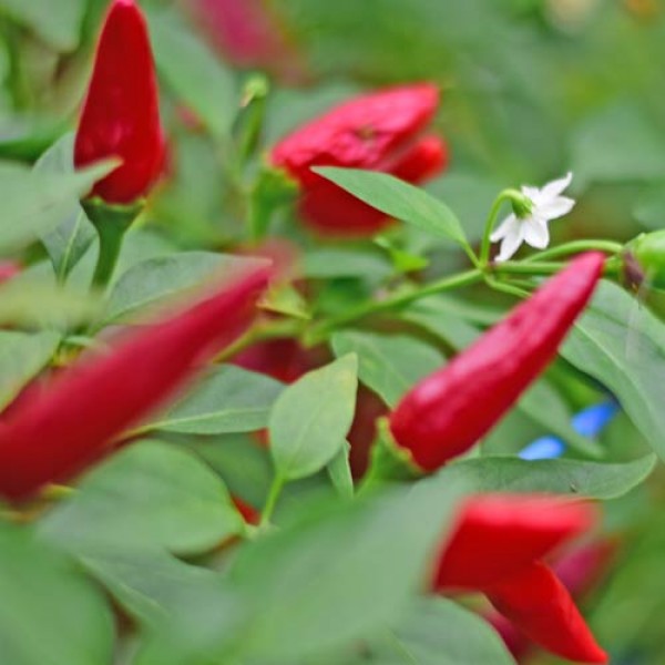 Bio Apache Chili Samen