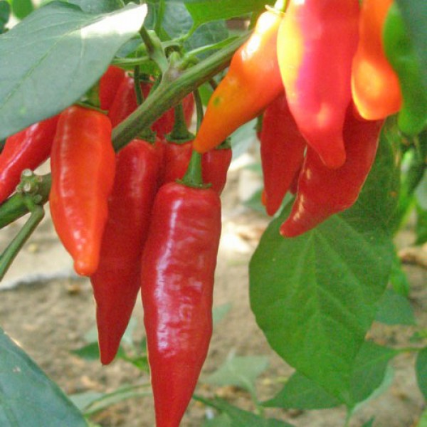 Habanero Dutch Red Chili Samen