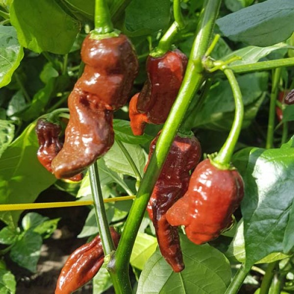 Fatalii braun Chili Samen