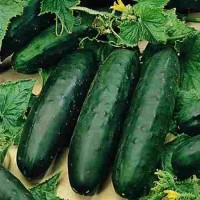 Schlangengurke_Marketmore_76_Samen_1.jpg Schlangengurke_Marketmore_76_Samen_1.jpg