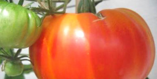 Hillbilly Tomaten Samen
