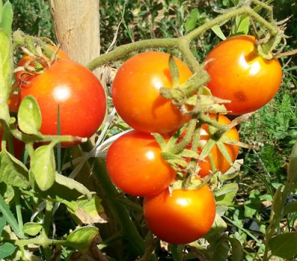 Balkonstar Tomaten Samen