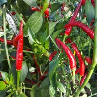 Thai Dragon Chili Samen Thai Dragon Chili Samen