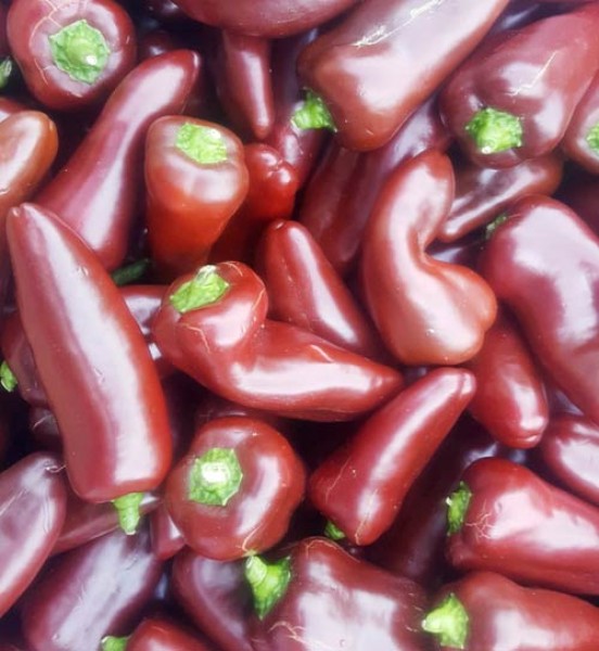 Chocolate_Pepper_Dwarf_Chili_Samen_1.jpg