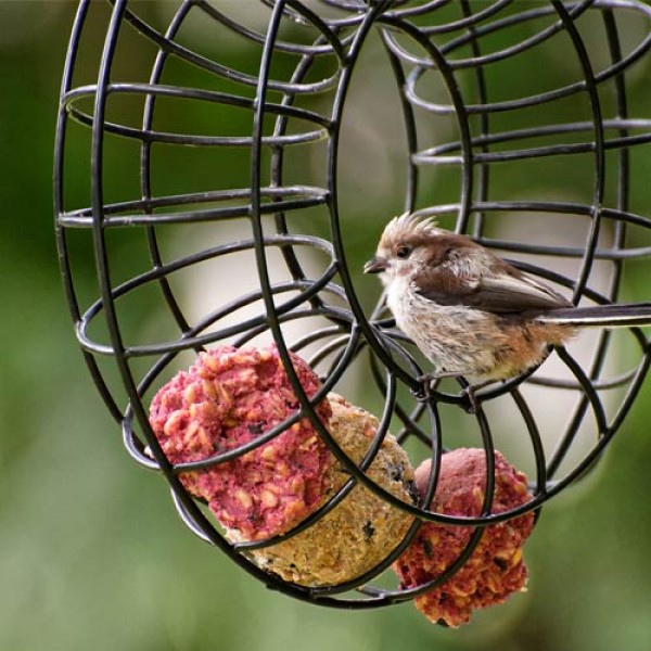 Winterfuetterung_-_heimische_Vogelarten_fuettern_01.jpg