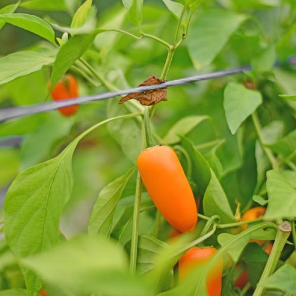 Little_Finger_Orange_Chili_Samen_1.jpg
