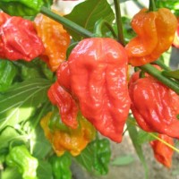 Bhut_Jolokia_Red_Chili_Samen_1.jpg Bhut_Jolokia_Red_Chili_Samen_1.jpg