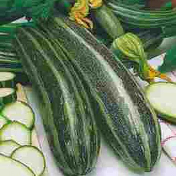 Zucchini_Long_Green_Bush_Samen_1.jpg