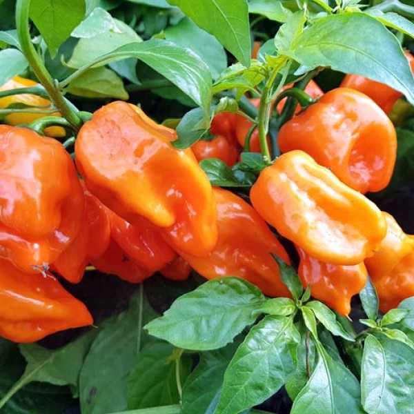 Habanero Francisca Orange (TM) Chili Samen