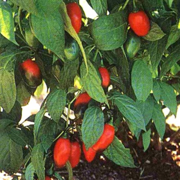 Manzano Rocoto Rojo Chili Samen