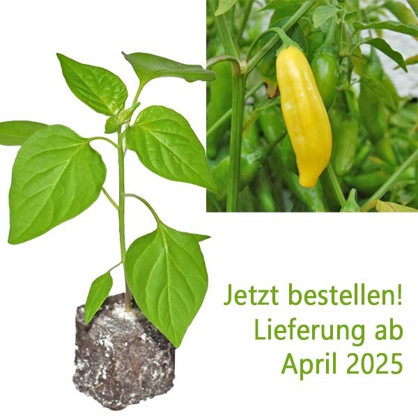 BIO_Lemon_Drop_Chili-Pflanze_01.jpg