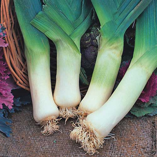 Porree Giant Winter Samen bestellen - chili-shop24.de