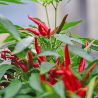 Thai_Red_Chili_Samen_1.jpg Thai_Red_Chili_Samen_1.jpg