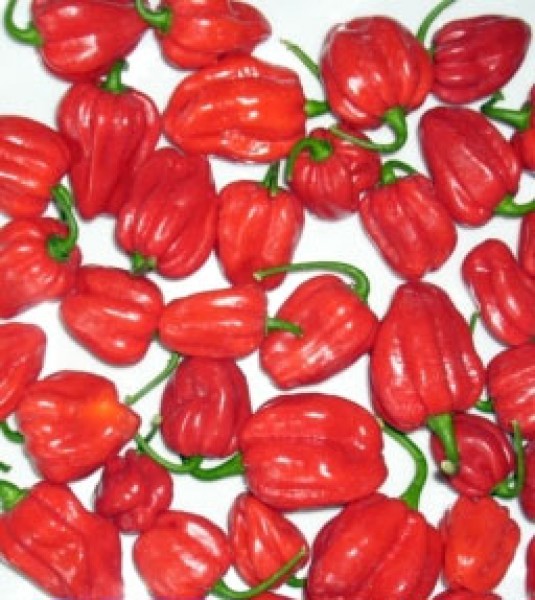 Habanero Ata Big Chili Samen