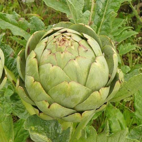 Artischocke Gros Vert de Laon Samen bestellen - chili-shop24.de