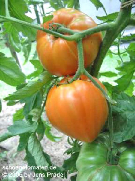 Brandywine Red Tomaten Samen