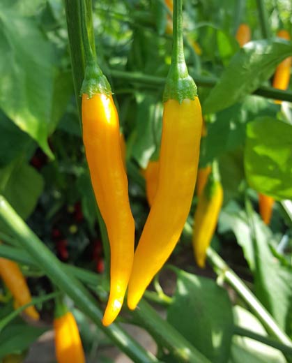 25 Semi Di Peperoncino Birgit Lou Orange - Livello Di Piccantezza 7 - Raro, Baccelli Arancioni, Sapore Leggermente Dolce