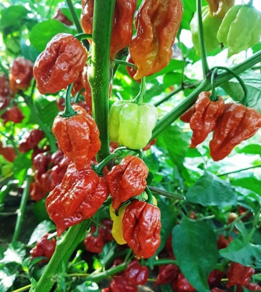 Trinidad_Scorpion_Moruga_Caramel_Chili_Samen_1.jpg