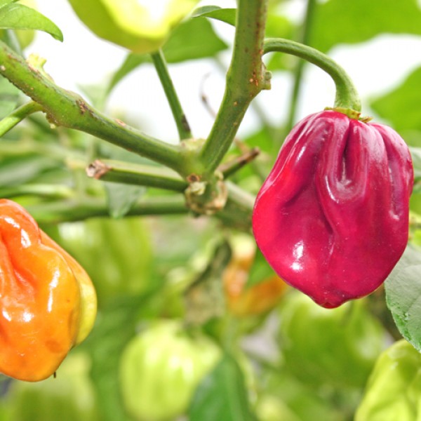 Habanero Purple Chili Samen