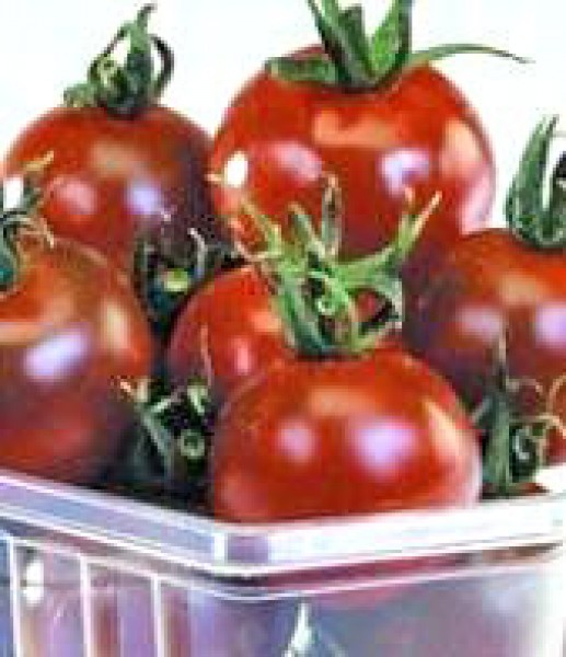 Brown Cherry Tomaten Samen