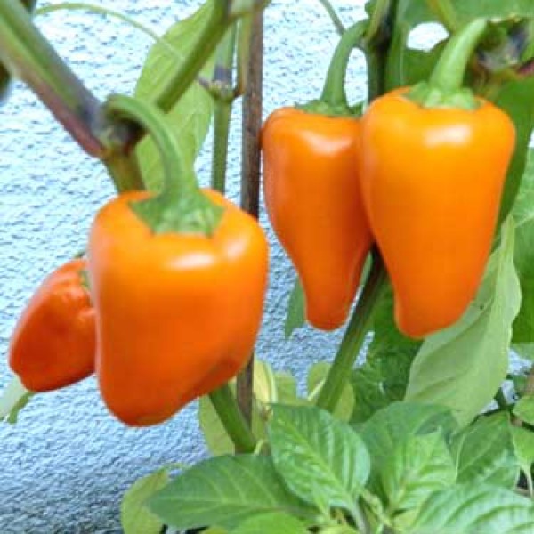 Orange Pepper Dwarf Chili Samen