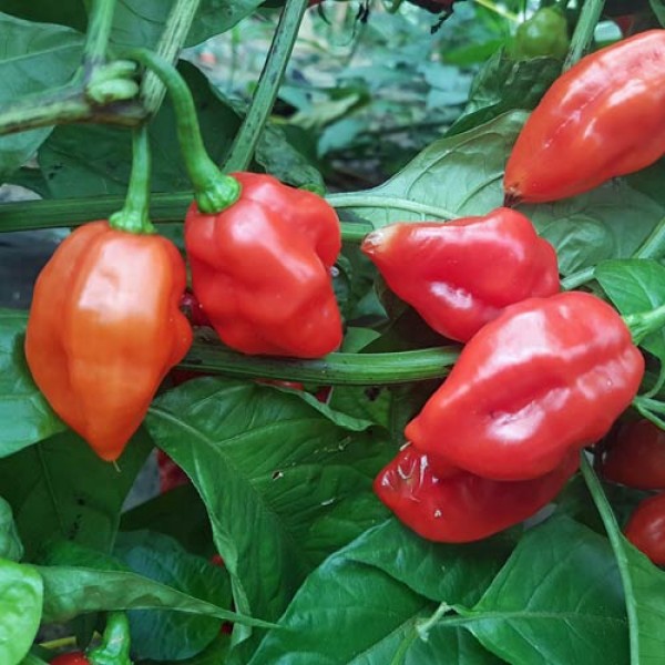 Habanero_Santana_Red_Chili_Samen_1.jpg