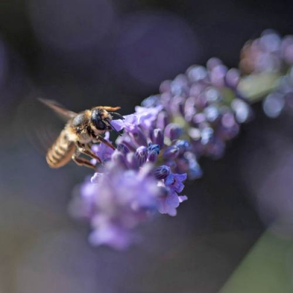 Der Garten der Sinne