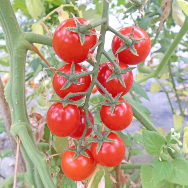 Schlossgarten Cherry Tomaten Samen