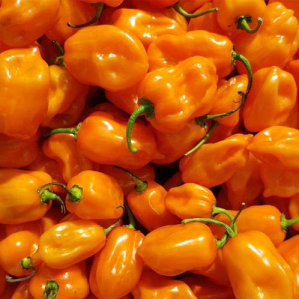 Habanero_Orange_Chili_Samen_1.jpg