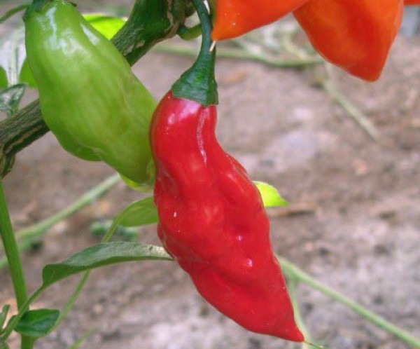 Habanero_Hot_Bone_Chili_Samen_1.jpg