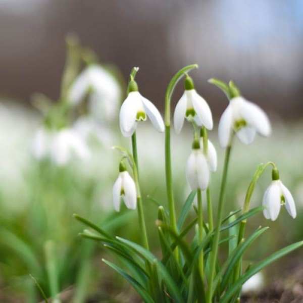 Gartenarbeiten ab März