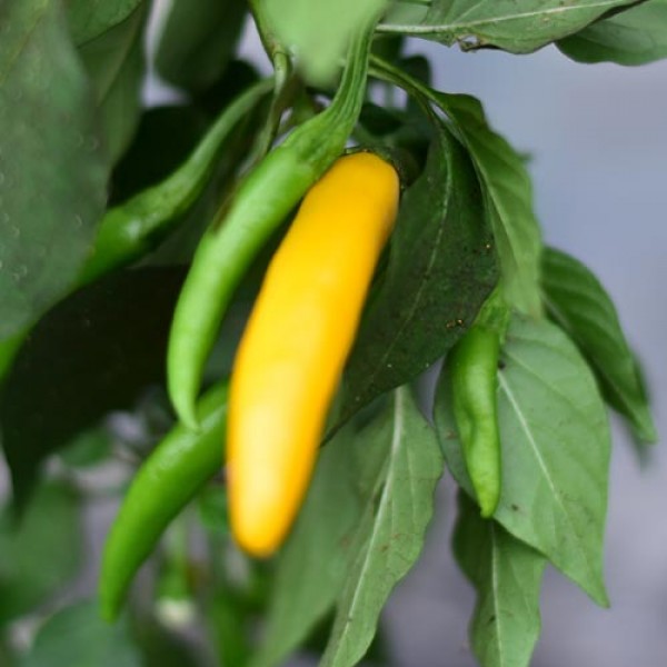 Bio Elephants Trunk Yellow Chili Samen