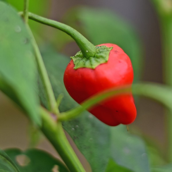 Leutschauer_Paprika_Chili_Samen_1.jpg