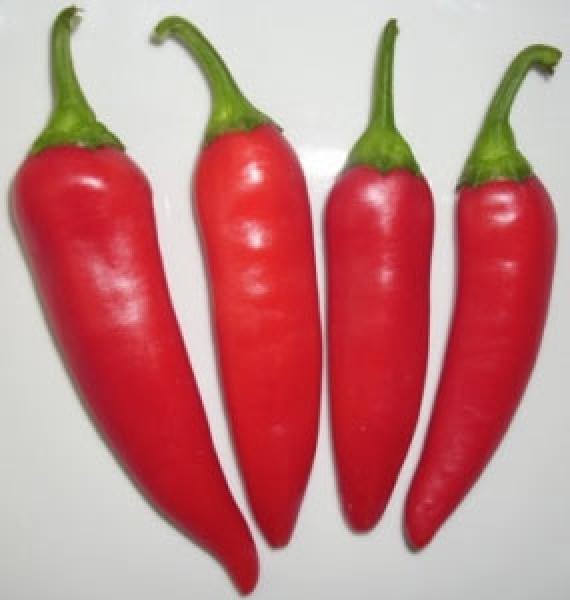 Guindilla Roja Chili Samen