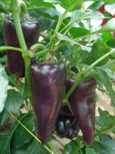 Marconi Purple Chili Samen