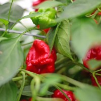 Scotch_Bonnet_Chili_Samen_1.jpg Scotch_Bonnet_Chili_Samen_1.jpg