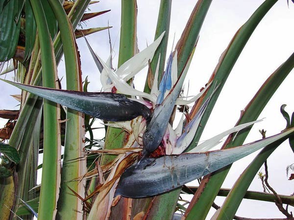 Paradiesvogelblume_Strelitzie_Alba_Samen_1.jpg