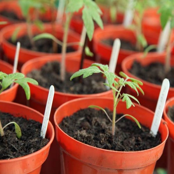 Tomaten richtig aussäen