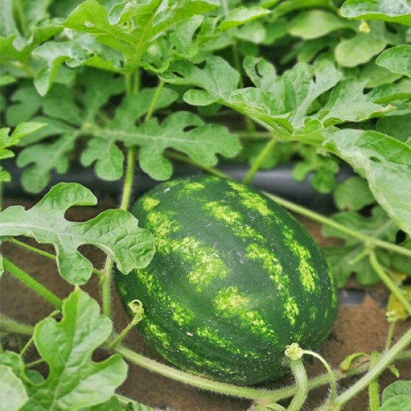 Melonen Anbauanleitung saatgutbiene.de