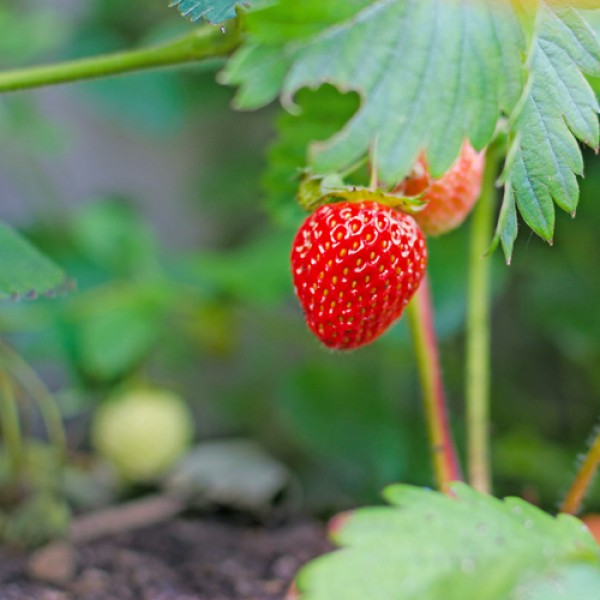 Die Erdbeere - Anbau im heimischen Garten