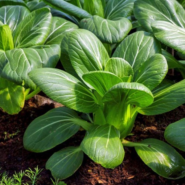 Pak_Choi_im_Garten_anbauen_1.jpg