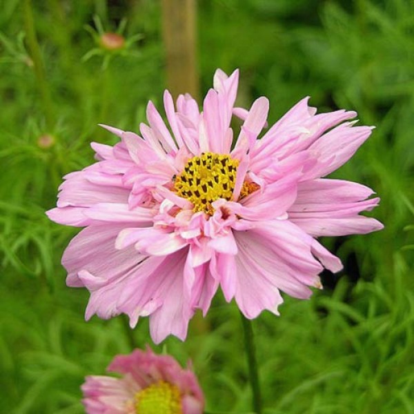 Schmuckkoerbchen_Cosmea_Fizzy_Pink_Samen_1.jpg