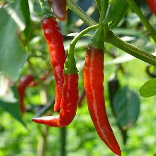 De Arbol Chili Samen