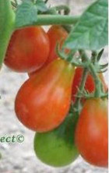 Red Pear Cherry Bell Tomaten Samen