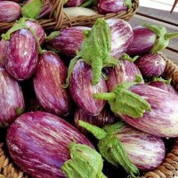 Aubergine_Listada_de_Gandia_Samen_1.jpg Aubergine_Listada_de_Gandia_Samen_1.jpg