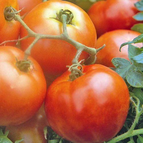 Ailsa Craig Tomaten Samen