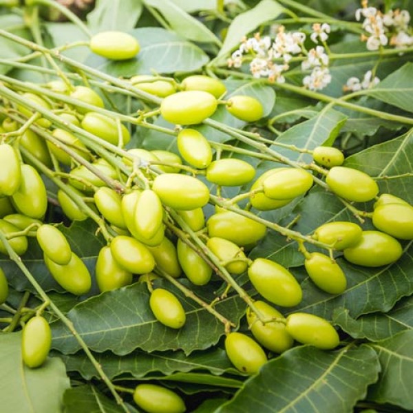 Neem - biologisch abbaubar und wirksam