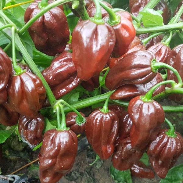 Congo_Black_Chili_Samen_1.jpg