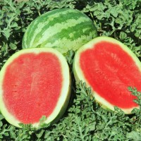 Wassermelone_Crimson_Sweet_Samen_1.jpg Wassermelone_Crimson_Sweet_Samen_1.jpg